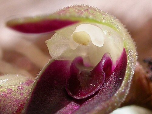 Acianthera recurva: Acianthera recurva