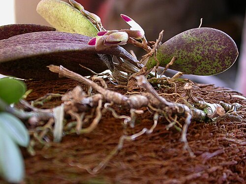 Acianthera recurva: Acianthera recurva