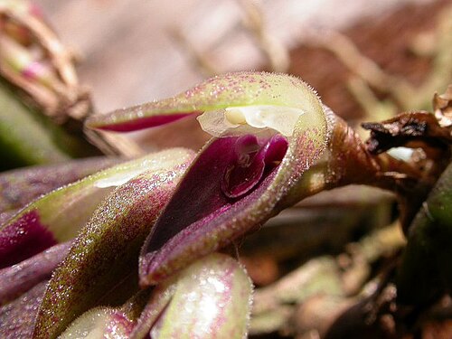 Acianthera recurva: Acianthera recurva