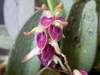 Acianthera recurva: Acianthera recurva