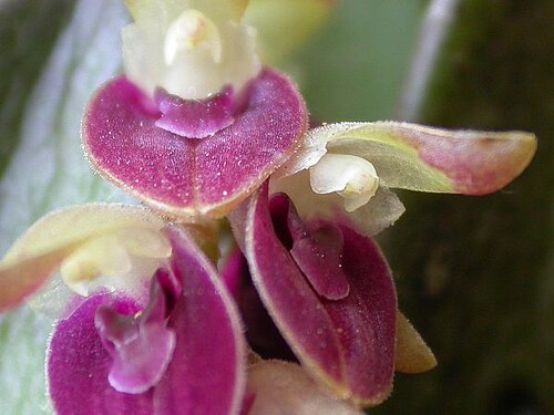 Acianthera recurva: Acianthera recurva