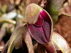 Acianthera recurva: Acianthera recurva