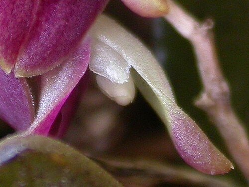 Acianthera recurva: Acianthera recurva