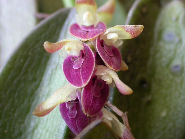 Acianthera recurva: Acianthera recurva