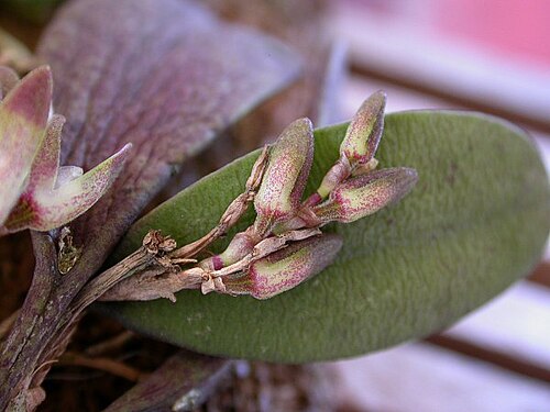 Acianthera recurva: Acianthera recurva