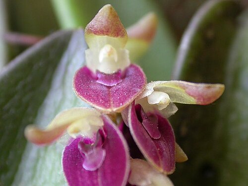 Acianthera recurva: Acianthera recurva