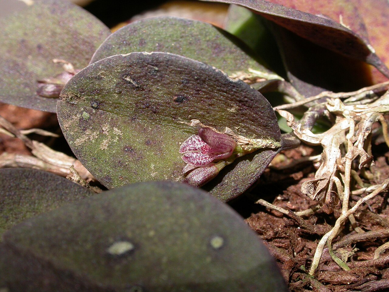 Acianthera rostellata: Acianthera rostellata