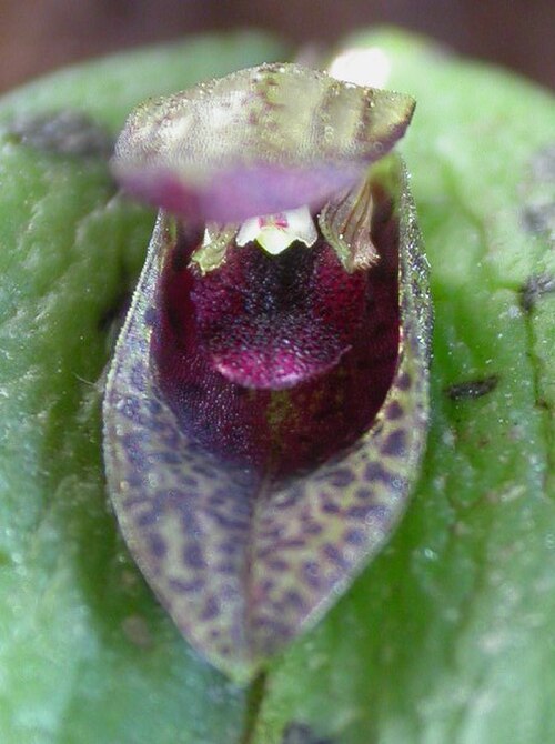 Acianthera saundersiana: Acianthera saundersiana