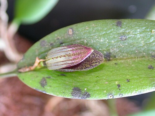 Acianthera saundersiana: Acianthera saundersiana