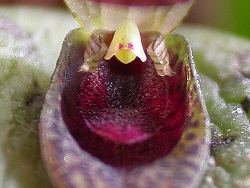 Acianthera saundersiana: Acianthera saundersiana