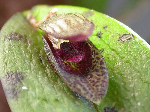 Acianthera saundersiana: Acianthera saundersiana
