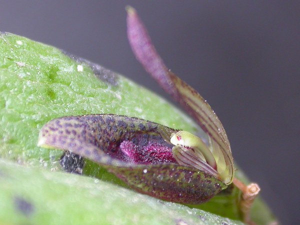 Acianthera saundersiana: Acianthera saundersiana