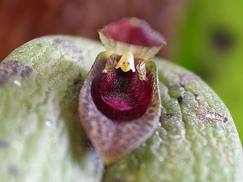 Acianthera saundersiana: Acianthera saundersiana
