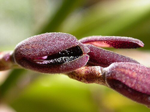 Acianthera saurocephala: Acianthera saurocephala