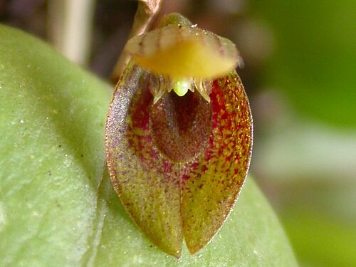 Acianthera serpentula: Acianthera serpentula