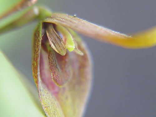 Acianthera serpentula: Acianthera serpentula