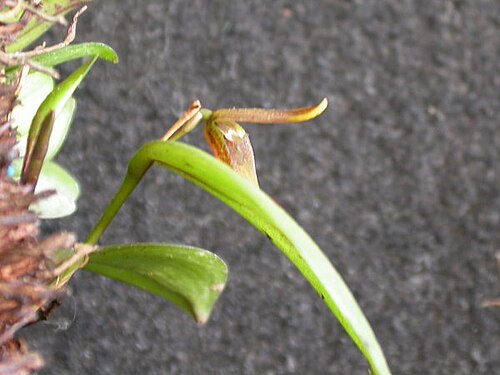 Acianthera serpentula: Acianthera serpentula
