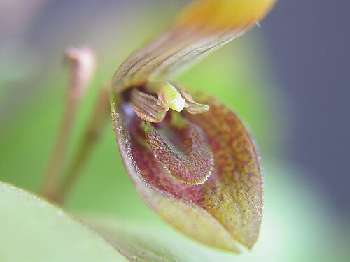 Acianthera serpentula: Acianthera serpentula