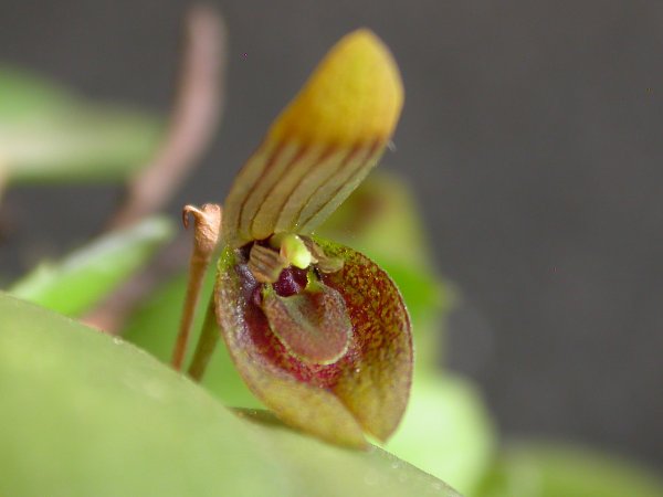 Acianthera serpentula: Acianthera serpentula