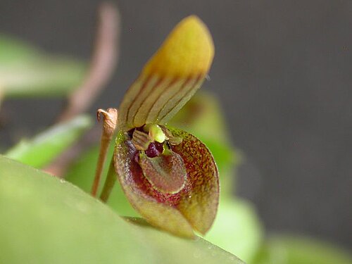 Acianthera serpentula: Acianthera serpentula