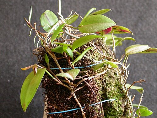 Acianthera serpentula: Acianthera serpentula