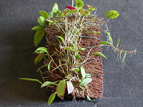 Acianthera serpentula: Acianthera serpentula