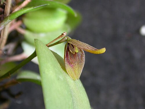 Acianthera serpentula: Acianthera serpentula