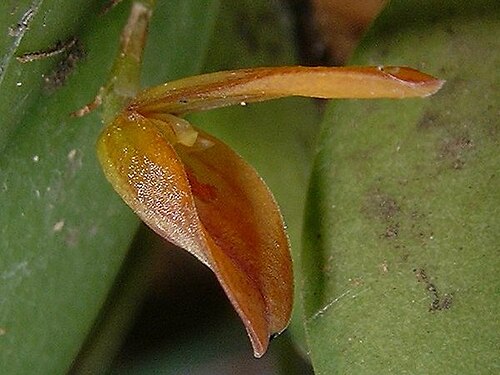 Acianthera serrulatipetala: Photos by Americo Docha Neto & Dalton Holland Baptista for Orchidstudium