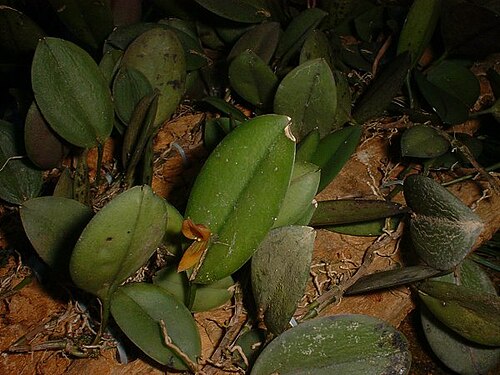 Acianthera serrulatipetala: Photos by Americo Docha Neto & Dalton Holland Baptista for Orchidstudium