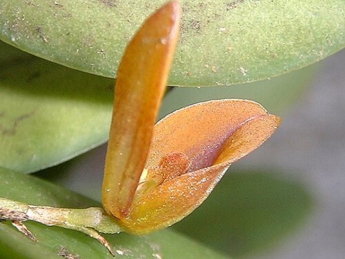 Acianthera serrulatipetala: Photos by Americo Docha Neto & Dalton Holland Baptista for Orchidstudium