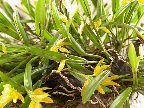 Acianthera sonderiana: Acianthera sonderiana