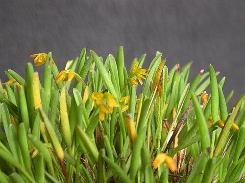 Acianthera sonderiana: Acianthera sonderiana