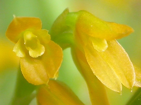 Acianthera sonderiana: Acianthera sonderana