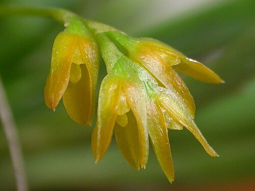 Acianthera sonderiana: Acianthera sonderiana