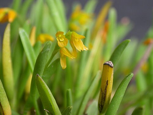 Acianthera sonderiana: Acianthera sonderiana