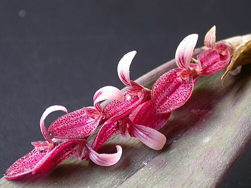 Acianthera strupifolia: Acianthera strupifolia