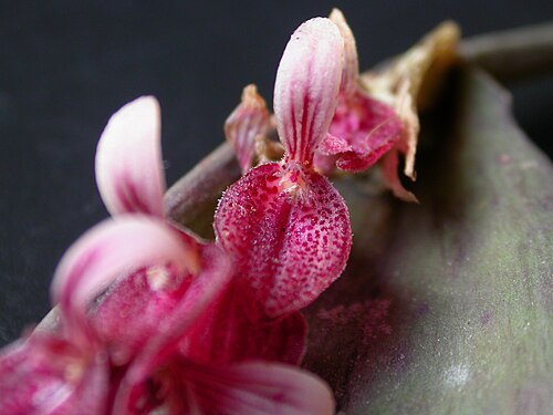 Acianthera strupifolia: Acianthera strupifolia