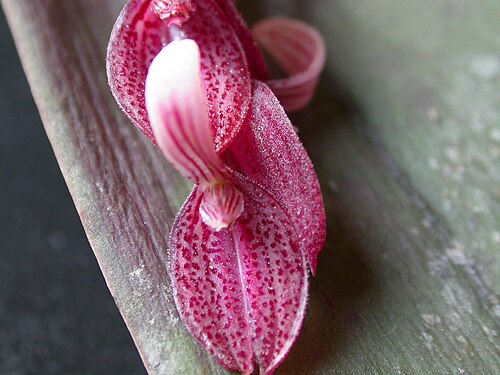 Acianthera strupifolia: Acianthera strupifolia