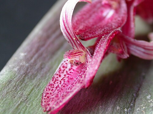 Acianthera strupifolia: Acianthera strupifolia