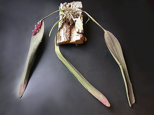 Acianthera strupifolia: Acianthera strupifolia