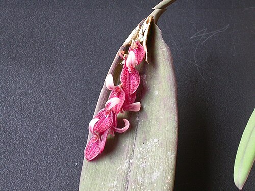 Acianthera strupifolia: Acianthera strupifolia