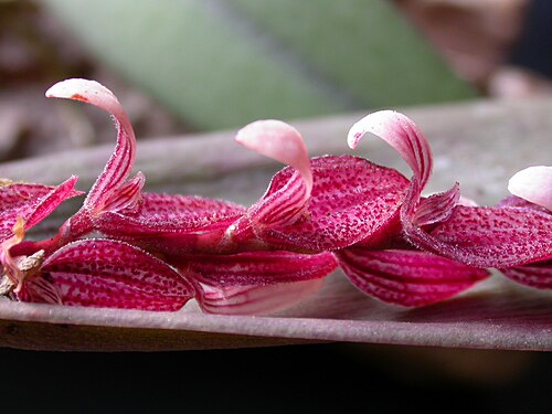 Acianthera strupifolia: Acianthera strupifolia