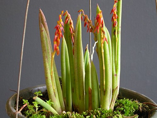 Acianthera teres: Photos by Dalton Holland Baptista & Marcos Antonio Campacci for Orchidstudium