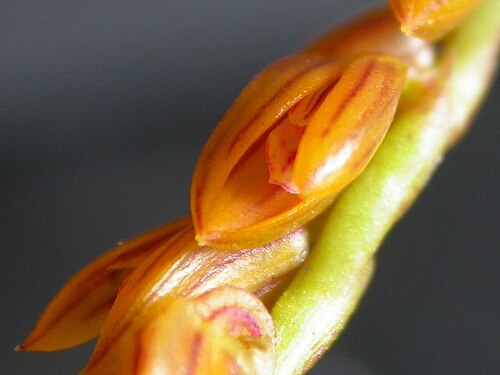 Acianthera teres: Photos by Dalton Holland Baptista & Marcos Antonio Campacci for Orchidstudium