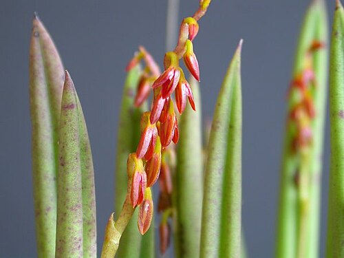 Acianthera teres: Photos by Dalton Holland Baptista & Marcos Antonio Campacci for Orchidstudium