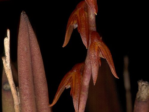 Acianthera teres: Photos by Dalton Holland Baptista & Marcos Antonio Campacci for Orchidstudium