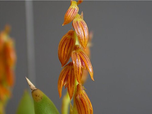 Acianthera teres: Photos by Dalton Holland Baptista & Marcos Antonio Campacci for Orchidstudium