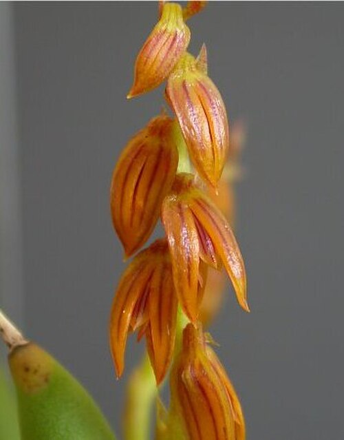 Acianthera teres: Photos by Dalton Holland Baptista & Marcos Antonio Campacci for Orchidstudium