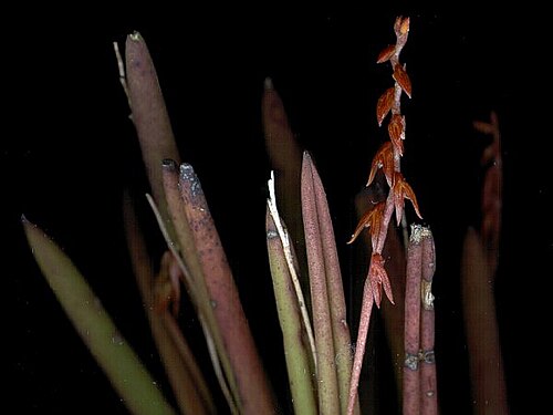 Acianthera teres: Photos by Dalton Holland Baptista & Marcos Antonio Campacci for Orchidstudium