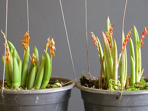 Acianthera teres: Photos by Dalton Holland Baptista & Marcos Antonio Campacci for Orchidstudium